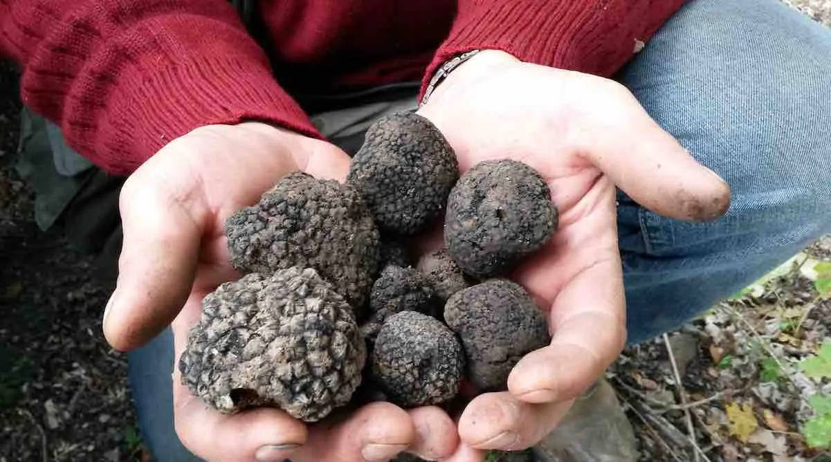 Tutto pronto, a Chiaramonte, per la prima Fiera Mercato sul tartufo siciliano