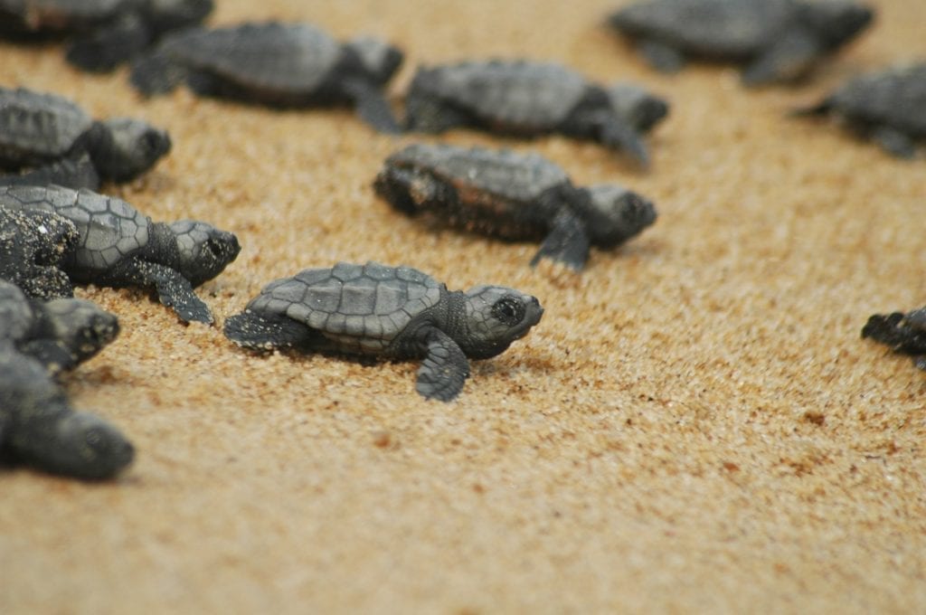 Santa Croce Camerina Comune amico delle tartarughe Caretta Caretta