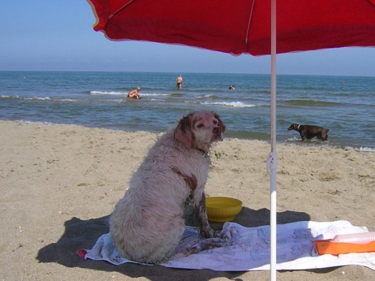 Marina di Ragusa: nella spiaggia adiacente al depuratore sarà consentito l’ingresso ai cani
