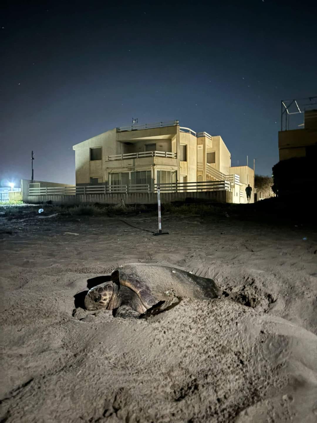 La spiaggia di Punta Braccetto scelta da una tartaruga “caretta caretta” per il suo nido