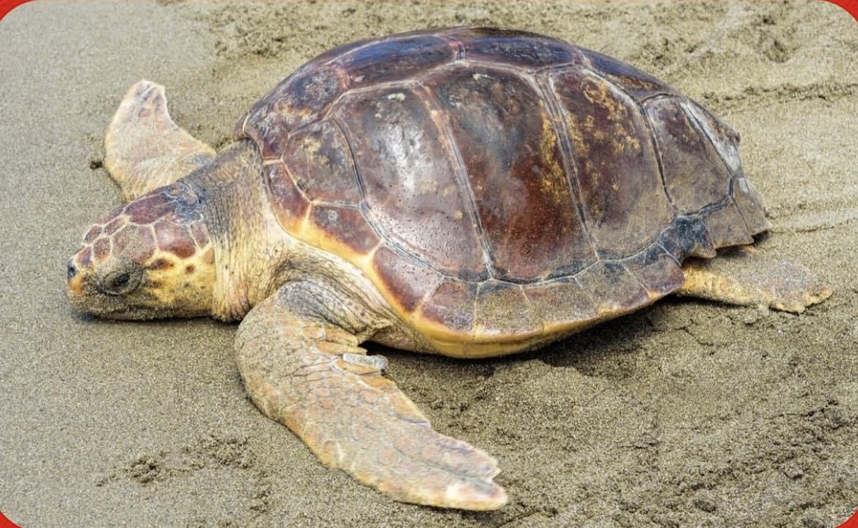 Pozzallo, la Caretta Caretta nidifica nella spiaggia di Pietrenere