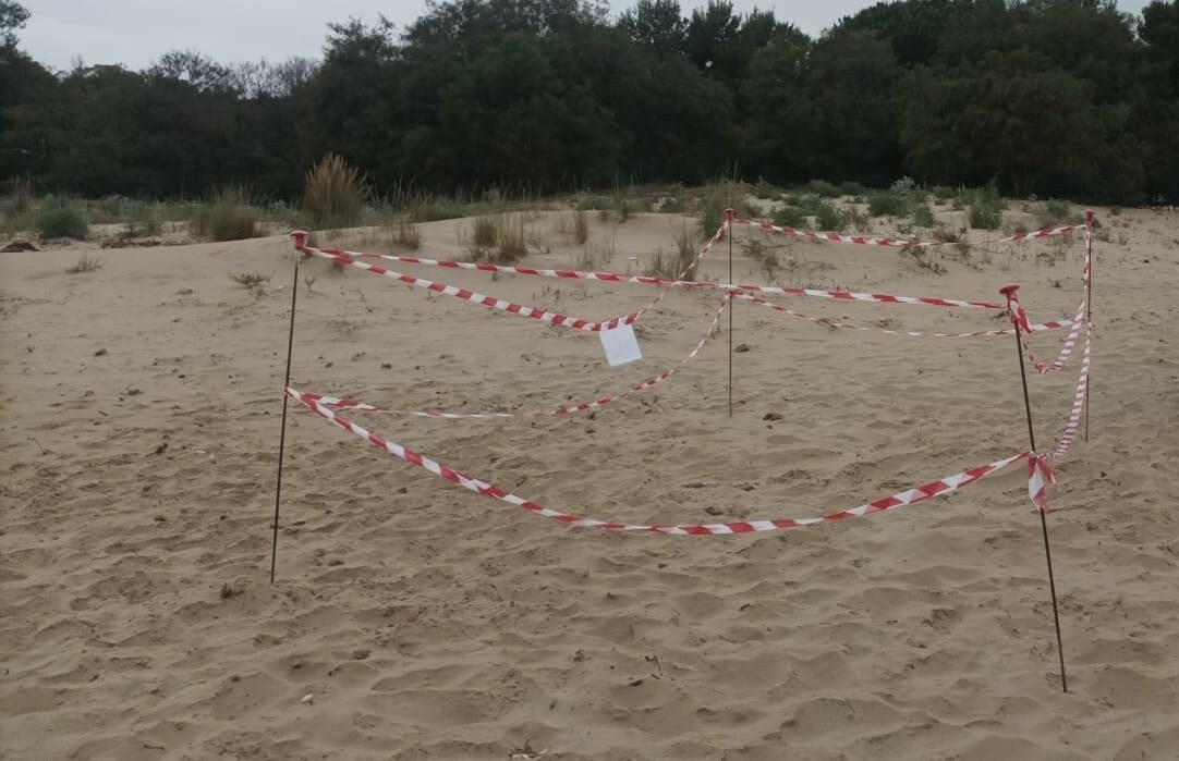 Dopo Casuzze, Randello, Pozzallo e Sampieri, le tartarughe arrivano anche a Marina di Modica