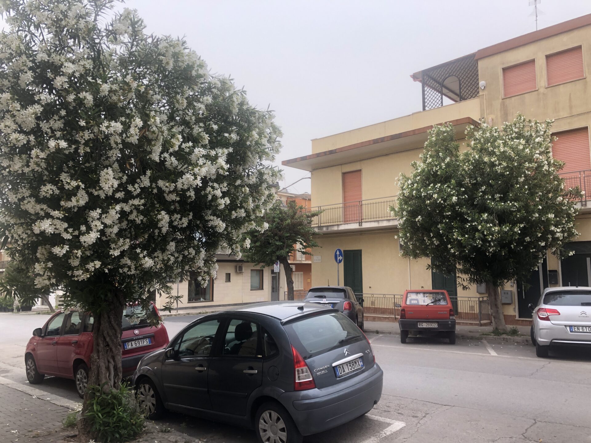 Ispica, sostituzione alberi in Via Duca degli Abruzzi: la questione arriva in consiglio