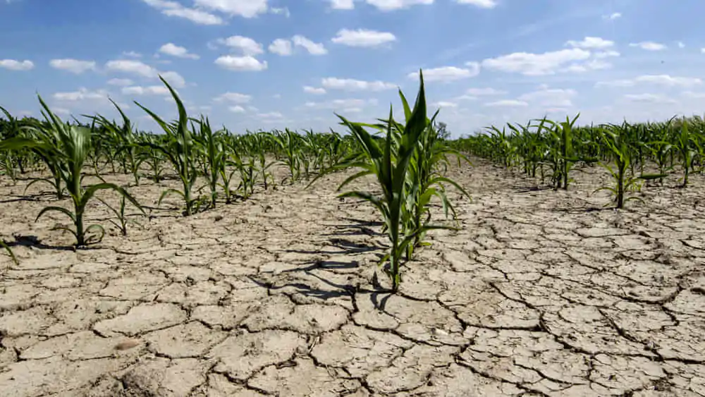 Salta tavolo su emergenza siccità, Confagricoltura Ragusa: “Il tempo è finito!”