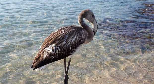 Giovani Fenicotteri nelle spiagge iblee, appello dell’OIPA per la loro salvaguardia e tutela