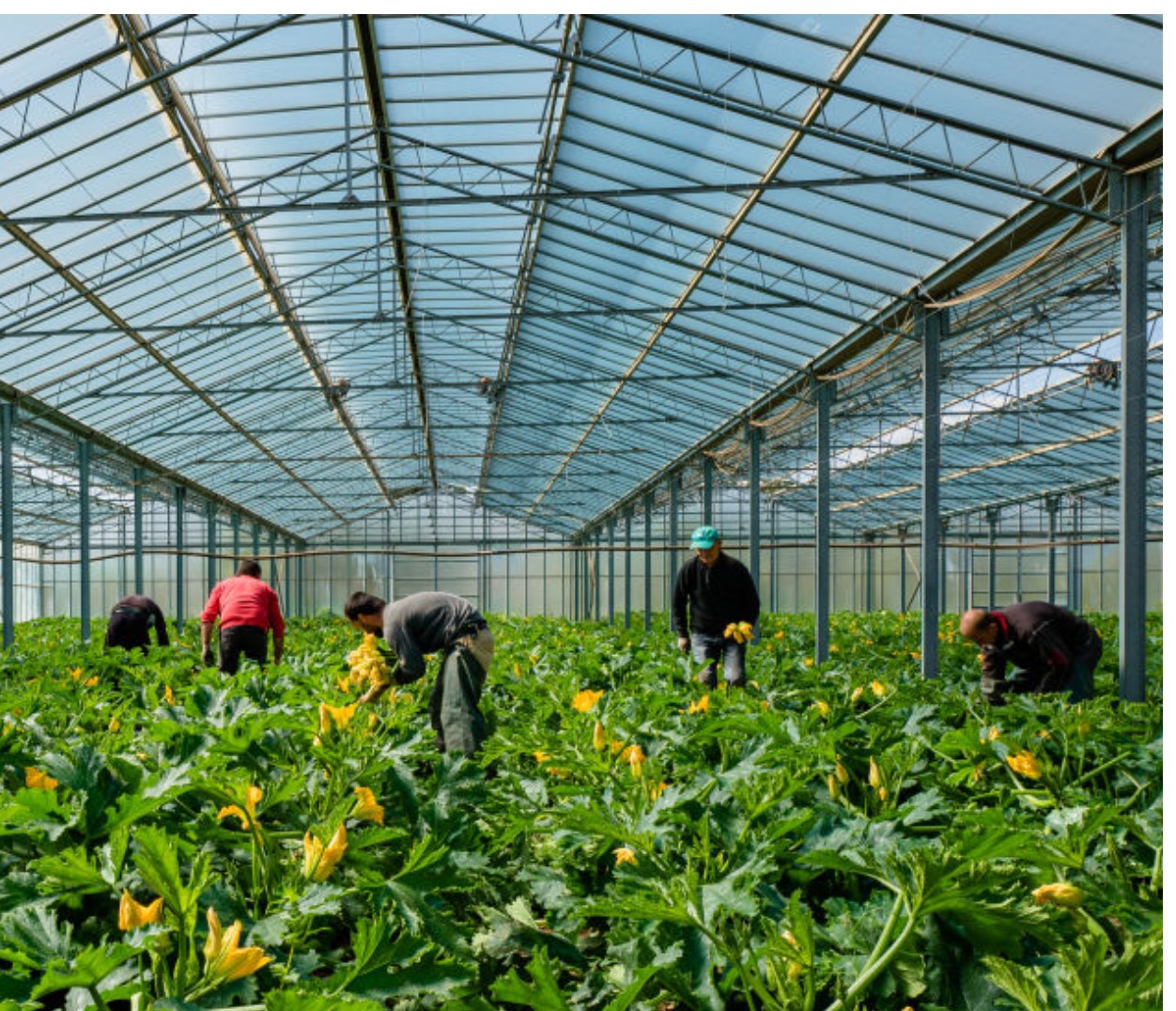 Lotta al caporalato, controllate aziende agricole a Vittoria e Santa Croce, poche irregolarità riscontrate