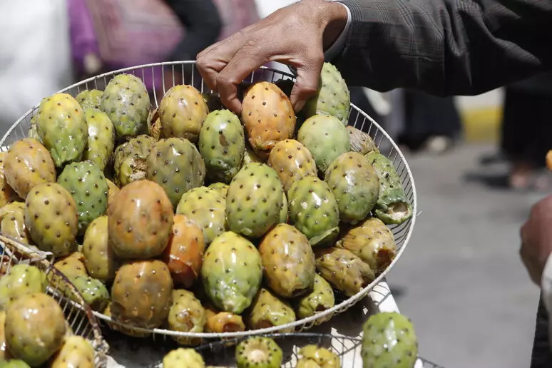 Ficodindia vittima della siccità in Sicilia, ‘Bastardoni’ -30%. Ma sarà il frutto del futuro