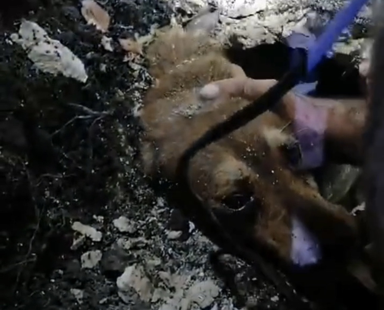 Scicli: cagnolina cade in un pozzetto, salvata dai Vigili del Fuoco (il video)