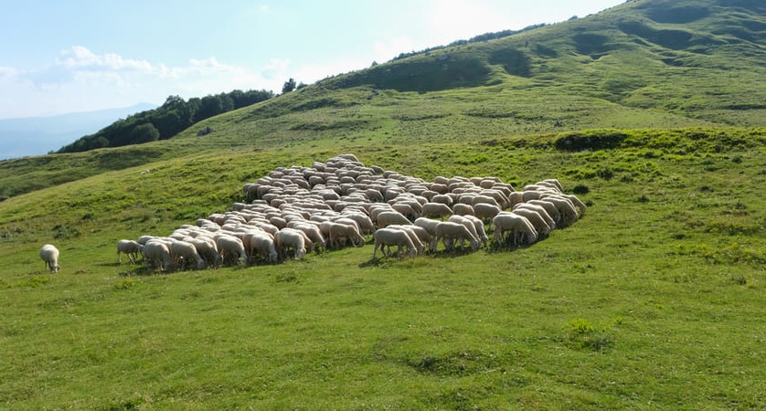 Febbre catarrale degli ovini: l’Asp di Ragusa ha emanato dispositivo per il contenimento
