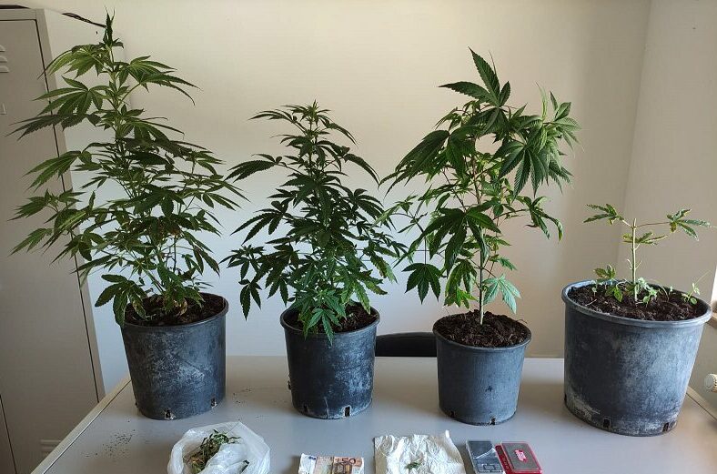 Piantagione di cannabis sul terrazzo a Vittoria: arrestato un uomo di 40 anni