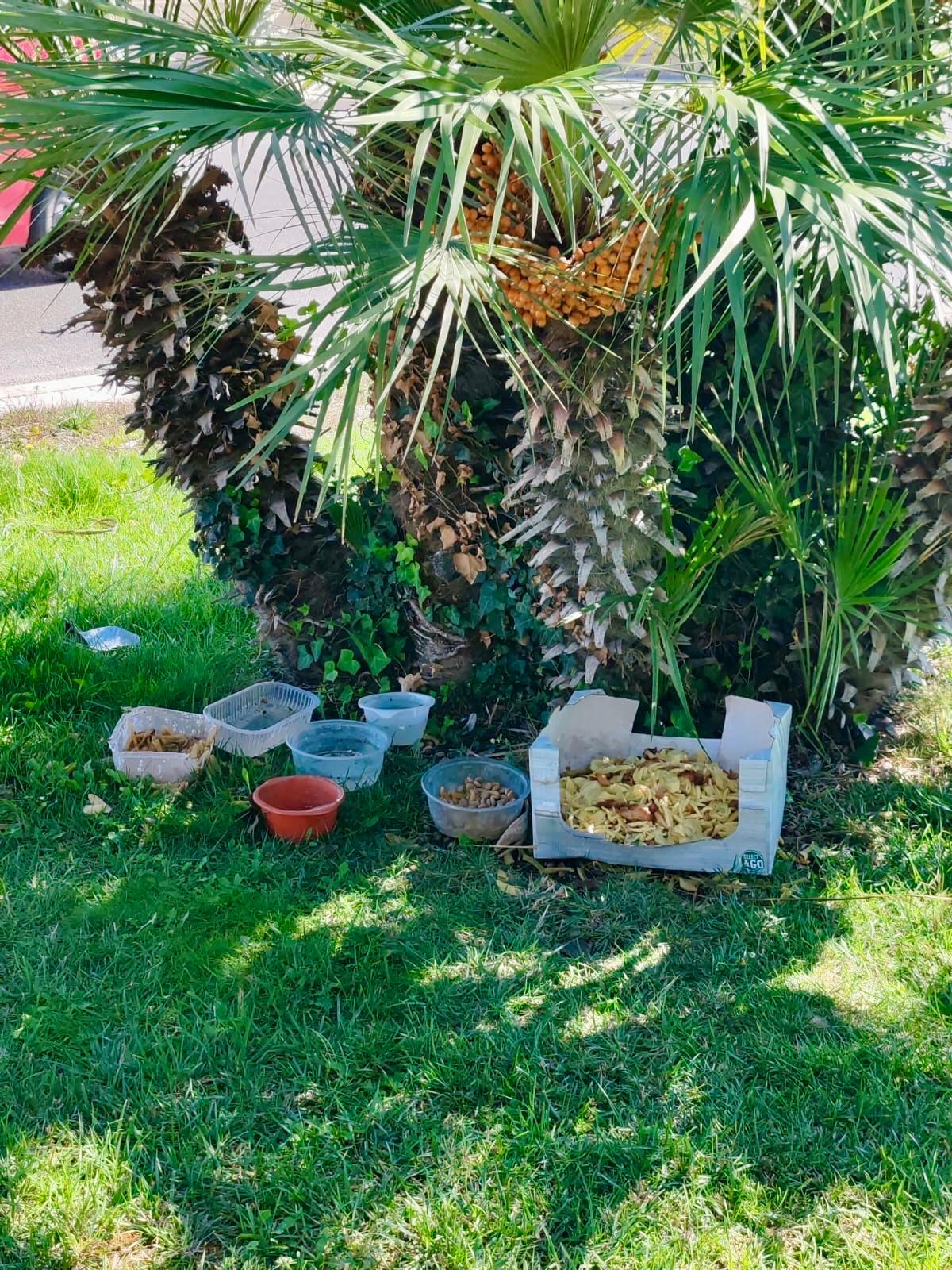 Randagismo: stop al cibo nelle rotatorie. Appello del Comune di Ragusa per benessere animali