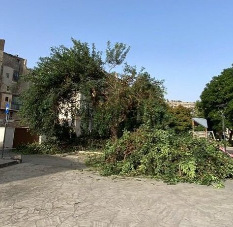 Scicli: Legambiente Kiafura denuncia la potatura sbilanciata dell’albero Falcone in Piazza Italia