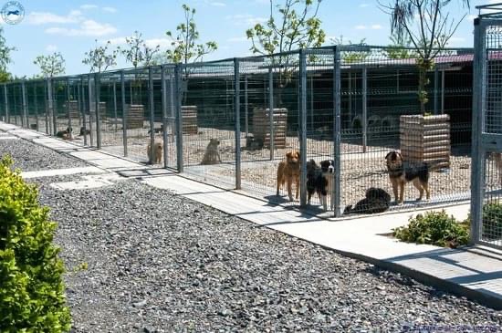 Regione: pioggia di finanziamenti per i cani randagi. A Modica arrivano 201 mila euro