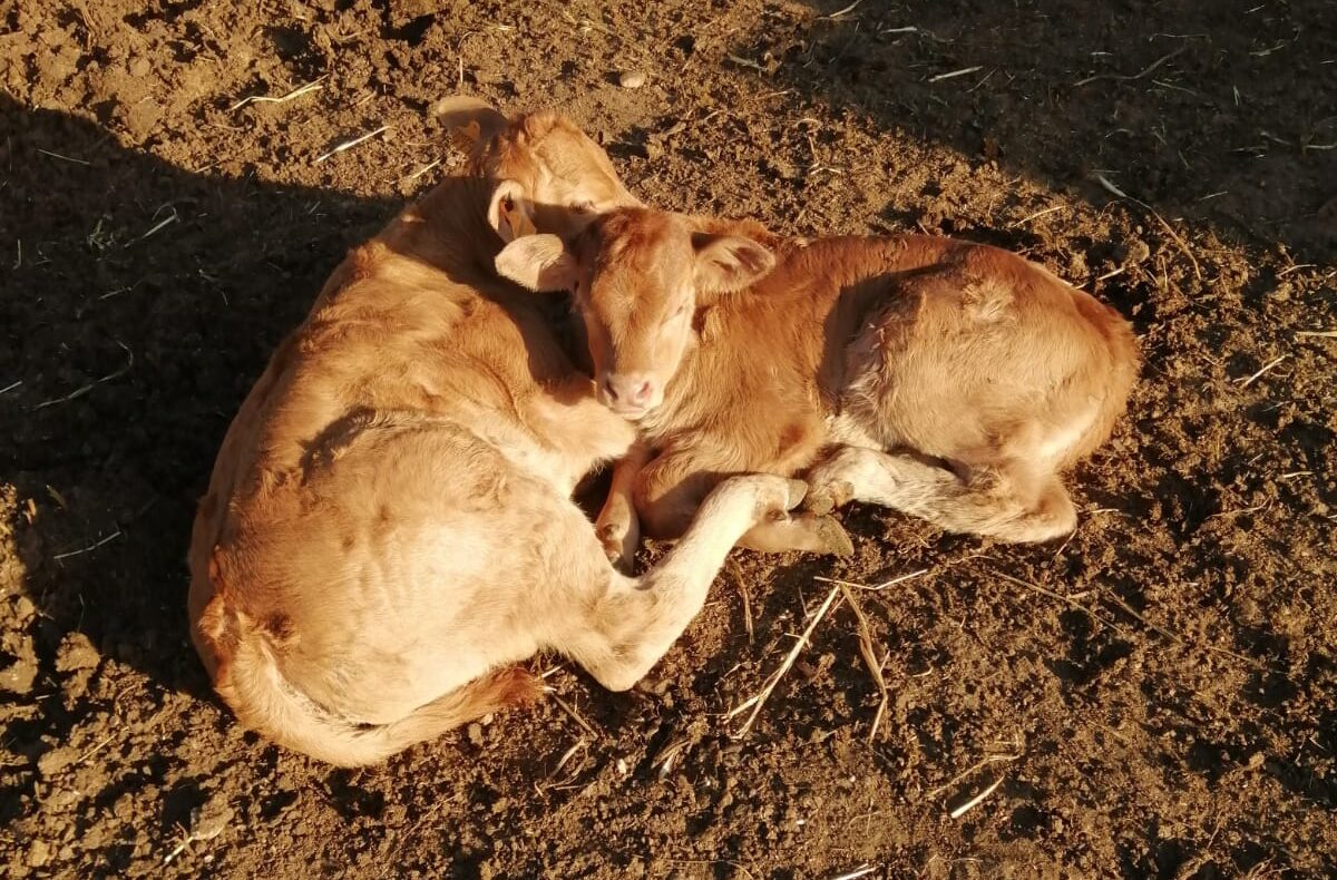 Allevamenti in provincia di Ragusa: è emergenza blue tongue, chiesti interventi a sostegno