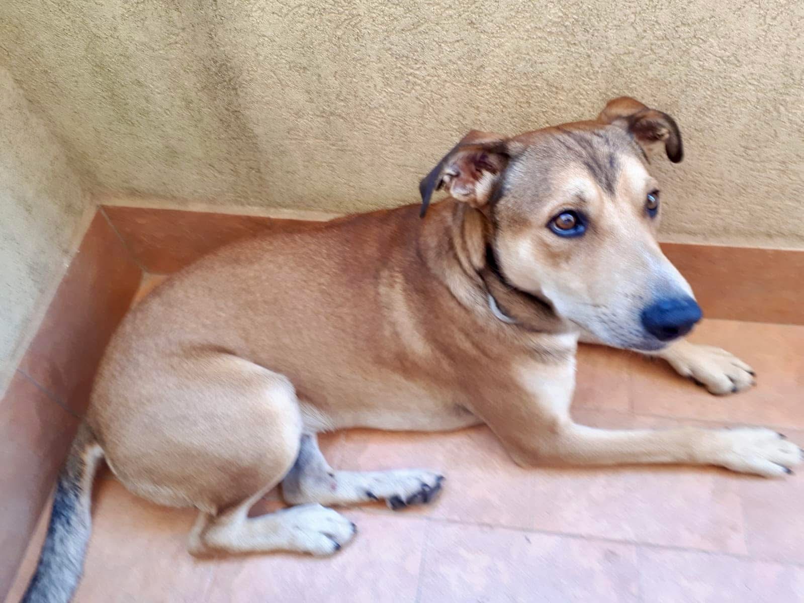 Modica, A.A.A. Cercasi casa per Levi, il cagnolino rimasto senza padrona