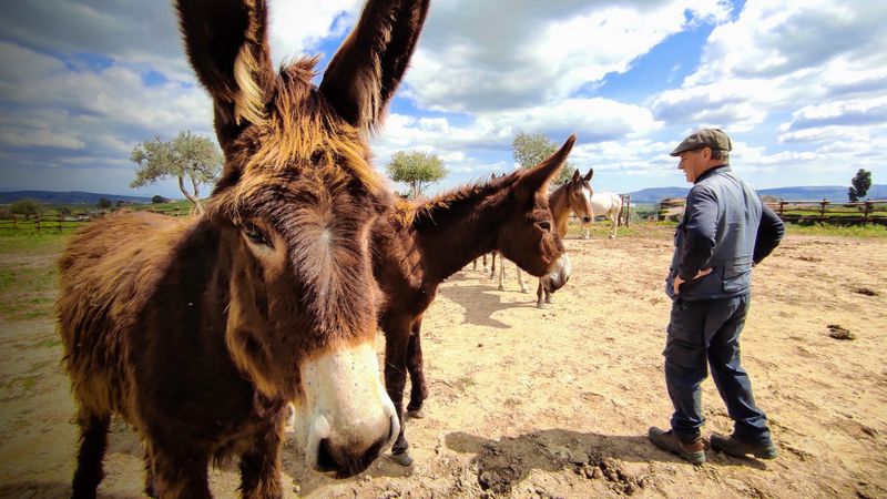 Ragusa, incentivi finanziari agli allevatori delle razze bovine ed equine autoctone