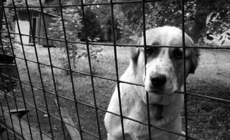 Zoocriminalità in aumento: il caso del gattino bruciato a Vittoria e l’urgenza di agire