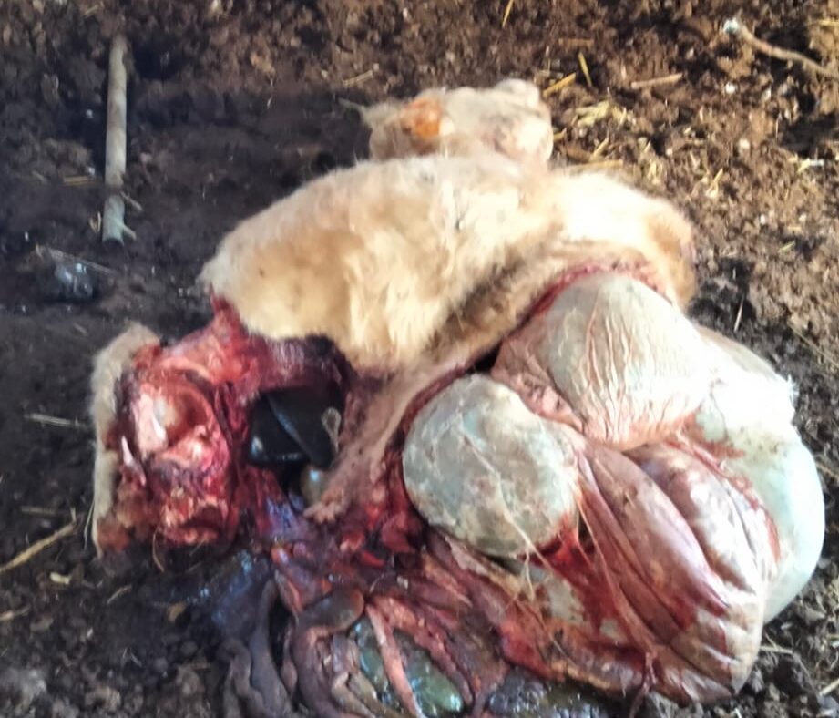 Macellazione clandestina a Ragusa: il consigliere Battaglia lancia l’allarme e chiede controlli