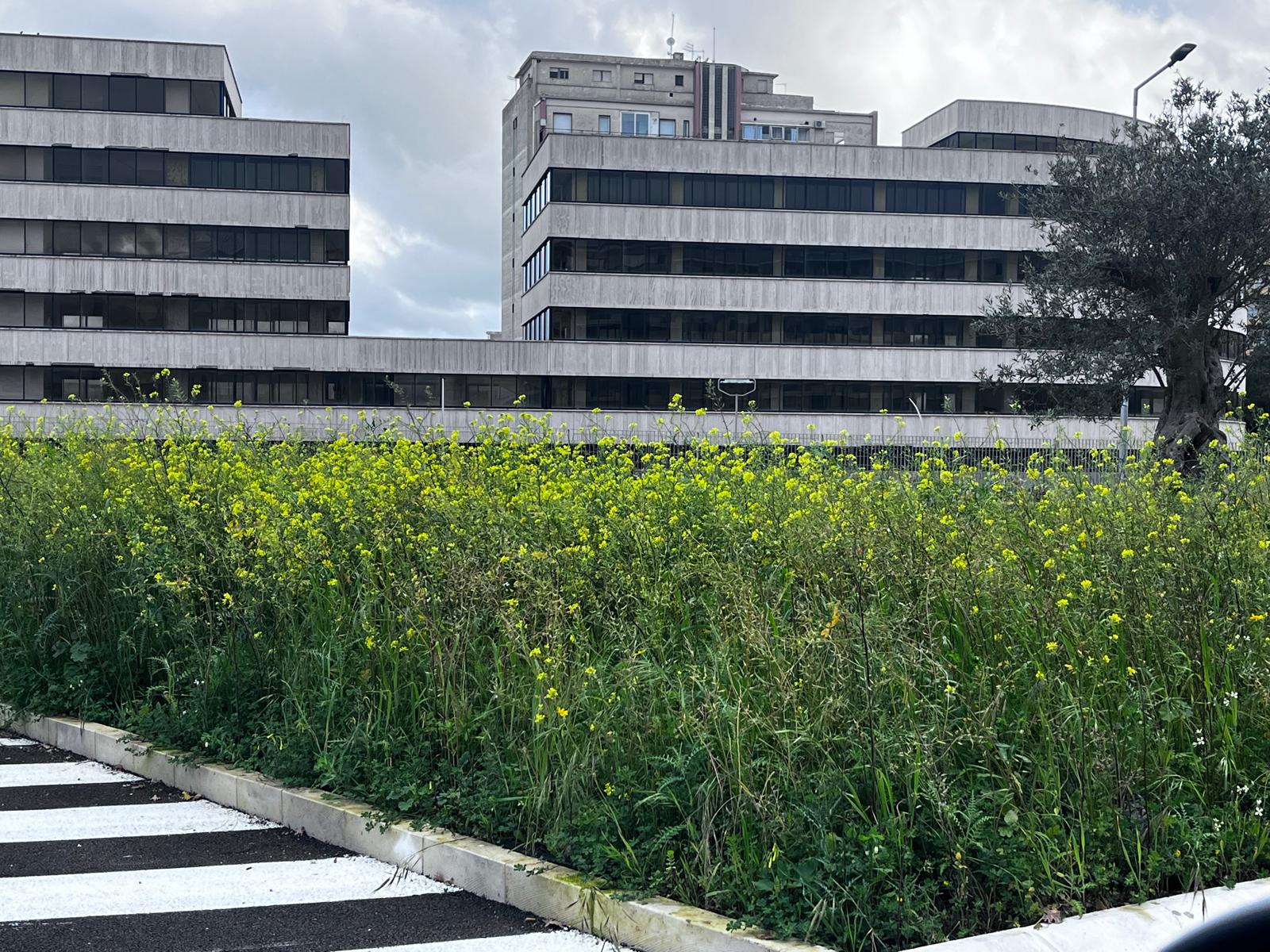 Parco dell’ex scalo merci a Ragusa in condizioni pietose, Angelica:”da Cassì solo spot mediatici”