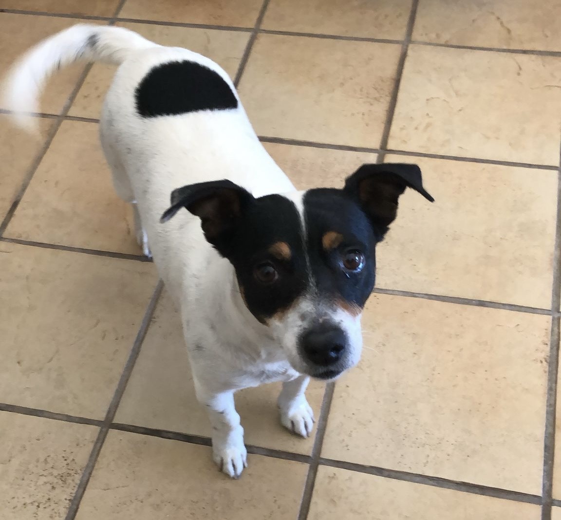 Modica si mobilita per trovare Toby, il Jack Russell scomparso il 13 marzo da Zappulla