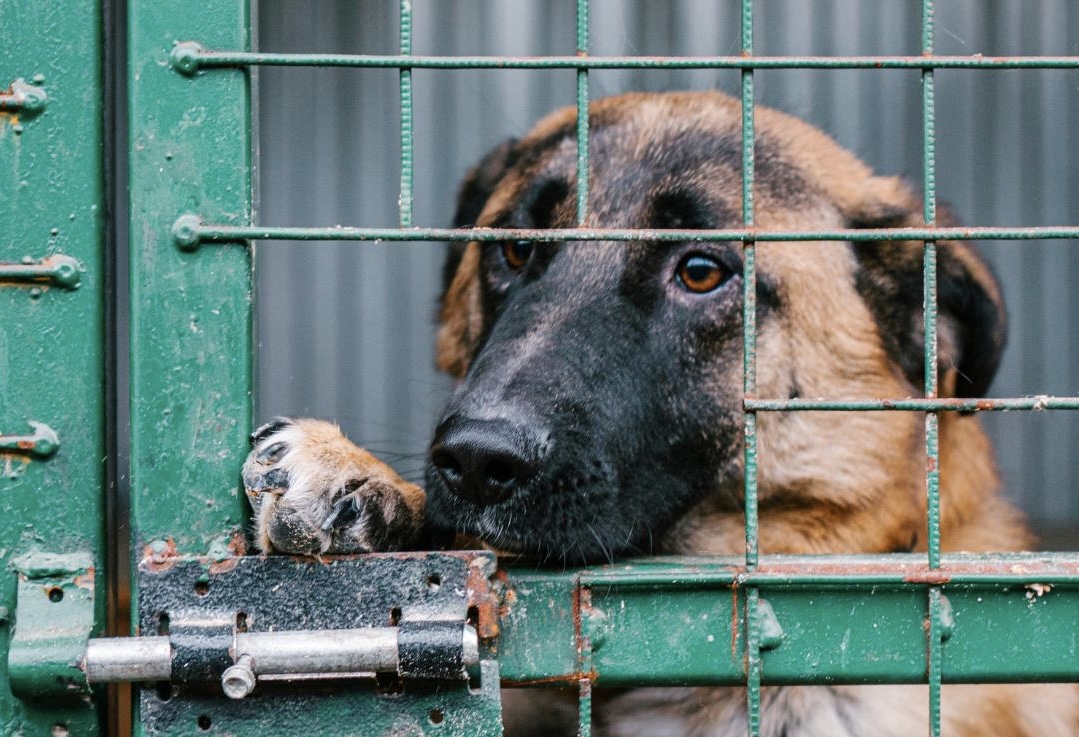 Randagismo, tutti contro al ddl regionale della Dc: “Un attacco ai diritti degli animali”