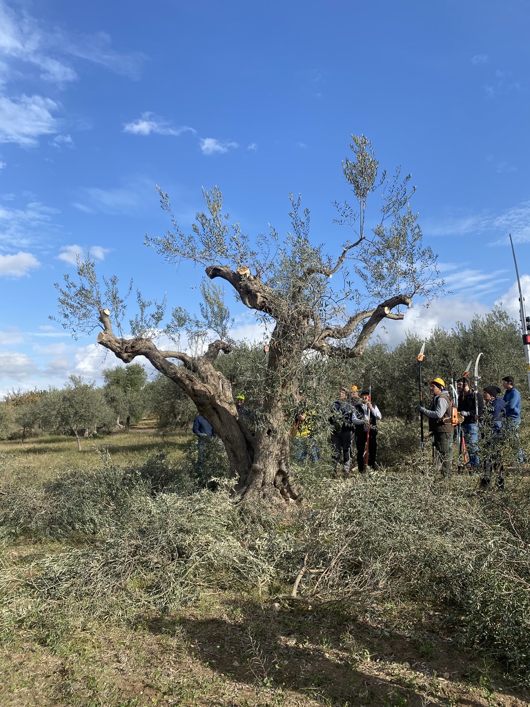 Chiaramonte: convegno sulla “Tonda iblea”, tre giorni dedicati all’olivicultura di eccellenza