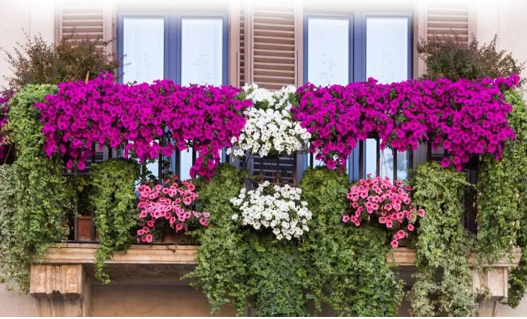 “Balconi Fioriti”: a Santa Croce arriva la III^ edizione, la città si colora e profuma di primavera