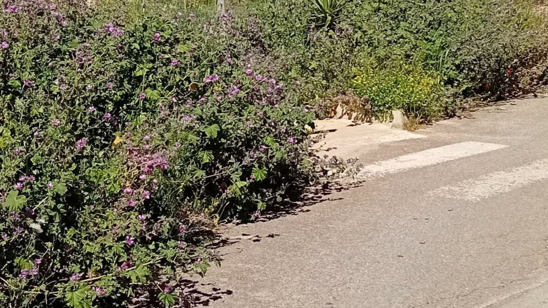 Marina di Modica, l’Unione Consumatori diffida il Comune: La vegetazione spontanea va rimossa