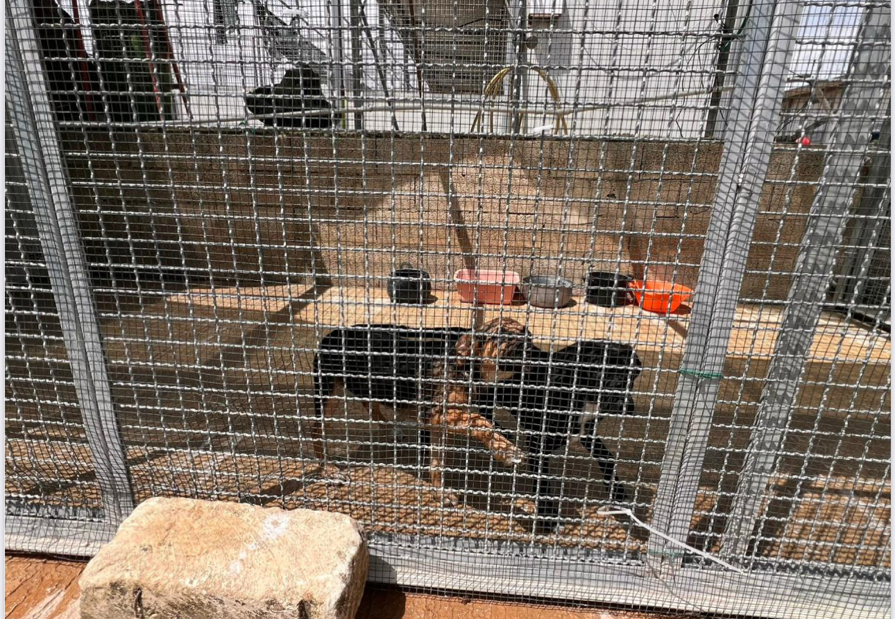 Modica, abbandono animali e randagismo interrogazione della consigliera Frasca