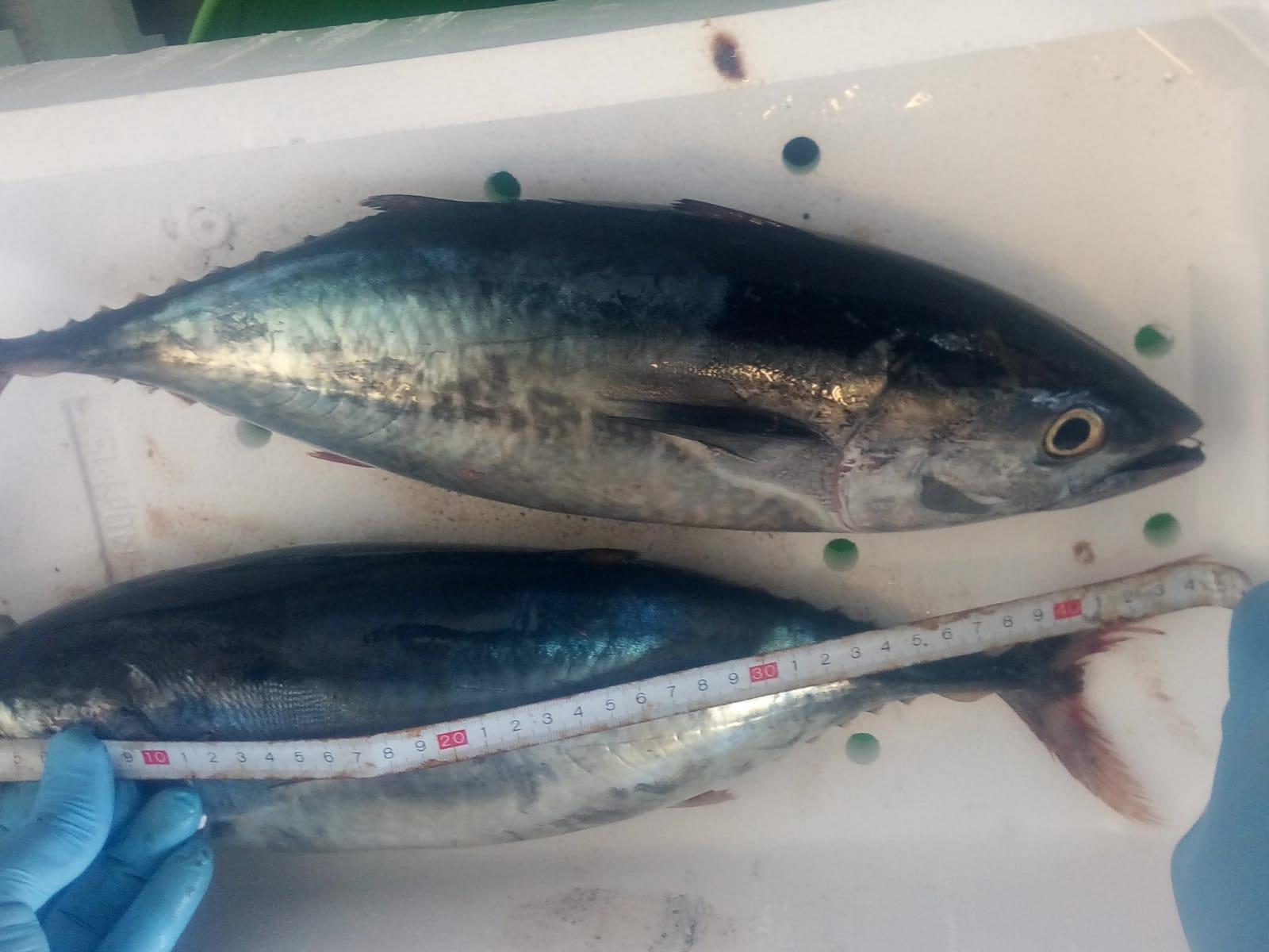 Scoglitti: fermati due pescatori sportivi con tre esemplari di tonno rosso pescato illegalmente