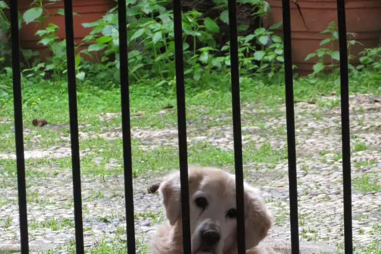 Adotti un cane? A Vittoria sconto di 100 euro sulla Tari