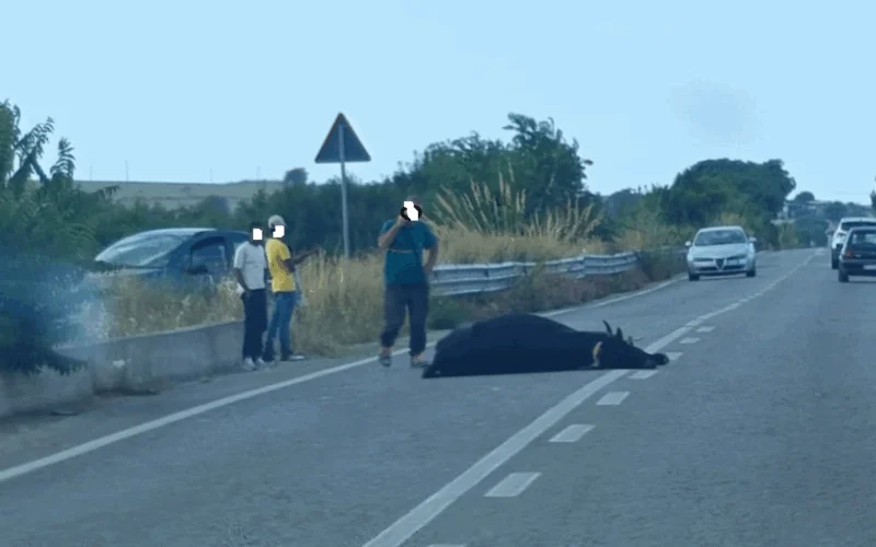Veicolo pirata investe e uccide un bovino, sulla provinciale 7 che da Comiso porta a Chiaramonte