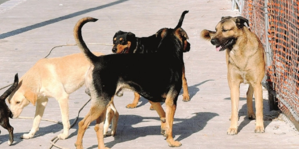 Scoglitti, donna aggredita da cane randagio: in Consiglio scoppia la polemica
