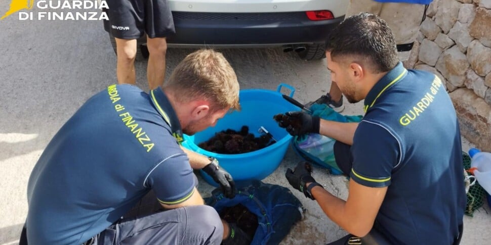 Razzìa di ricci di mare tra Cava d’Aliga e Sampieri,  GdF blocca due sub siracusani