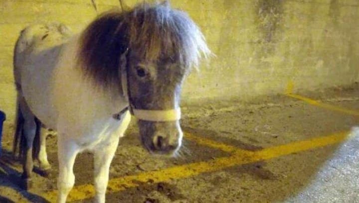 Trascinò un pony con l’auto: domani il processo a Ragusa