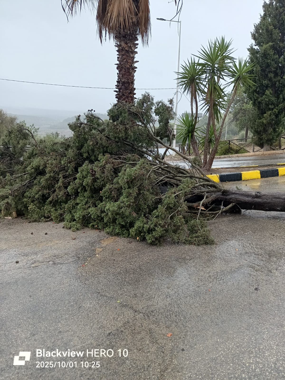 Vittoria, la caduta di due alberi causa maltempo riaccende il dibattito sul verde urbano