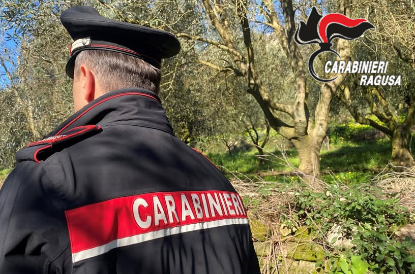 Comiso, colti sul fatto mentre rubano le olive del Comune: denunciata una coppia di Vittoria