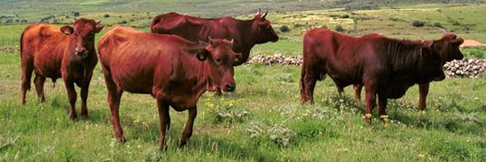 Ragusa, contributi a sostegno degli allevatori di asini e bovini
