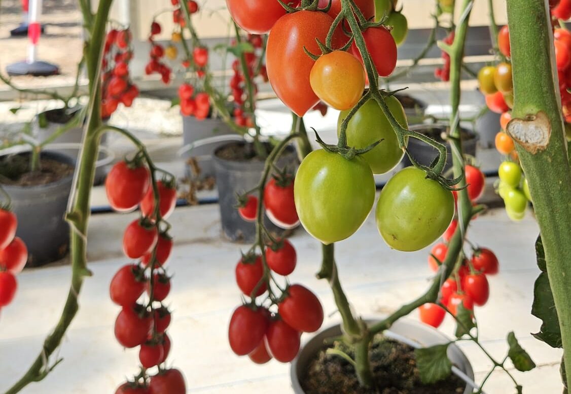 Ragusa spinge l’agrivoltaico, 2,8 milioni dal Mase per la serra con AI e idrogeno verde