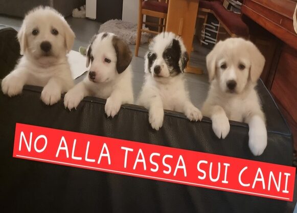 Comuni iblei uniti contro la “tassa sui cani”: il contributo di solidarietà sotto accusa