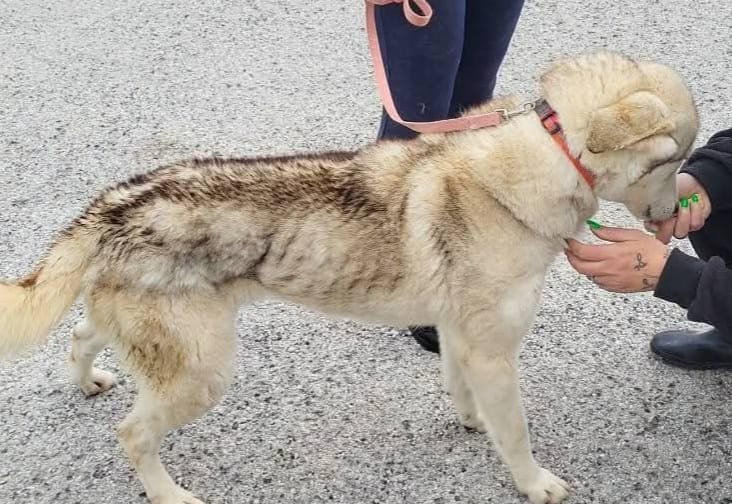Rifugio sanitario e cani in condizioni disastrose, Hassen (M5S): “Cassì ritiri la delega a Distefano”