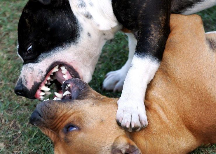 Acate, aggressione improvvisa in strada, pinscher sbranato da un pitbull