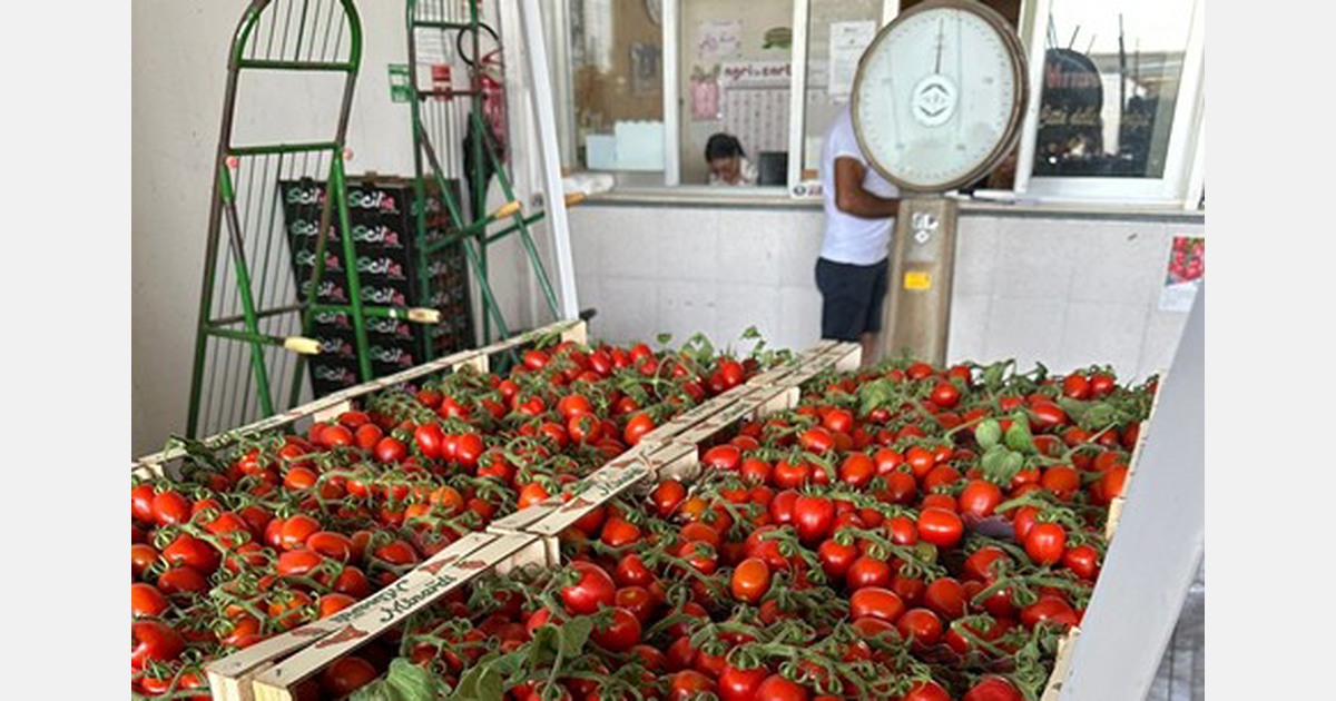 Pomodoro di Vittoria, l’eccellenza siciliana messa alle strette da costi e regole UE