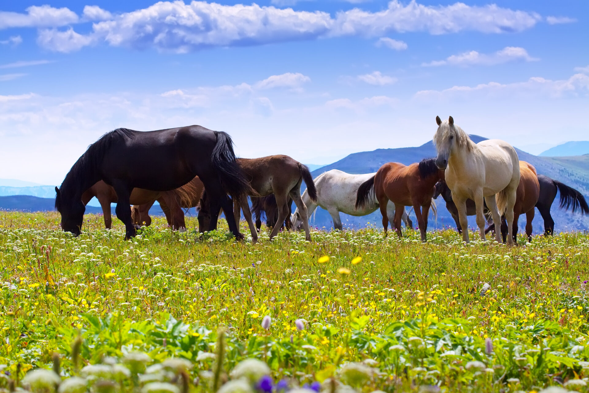 Carne equina verso il divieto: in Sicilia orientale i consumatori più coinvolti
