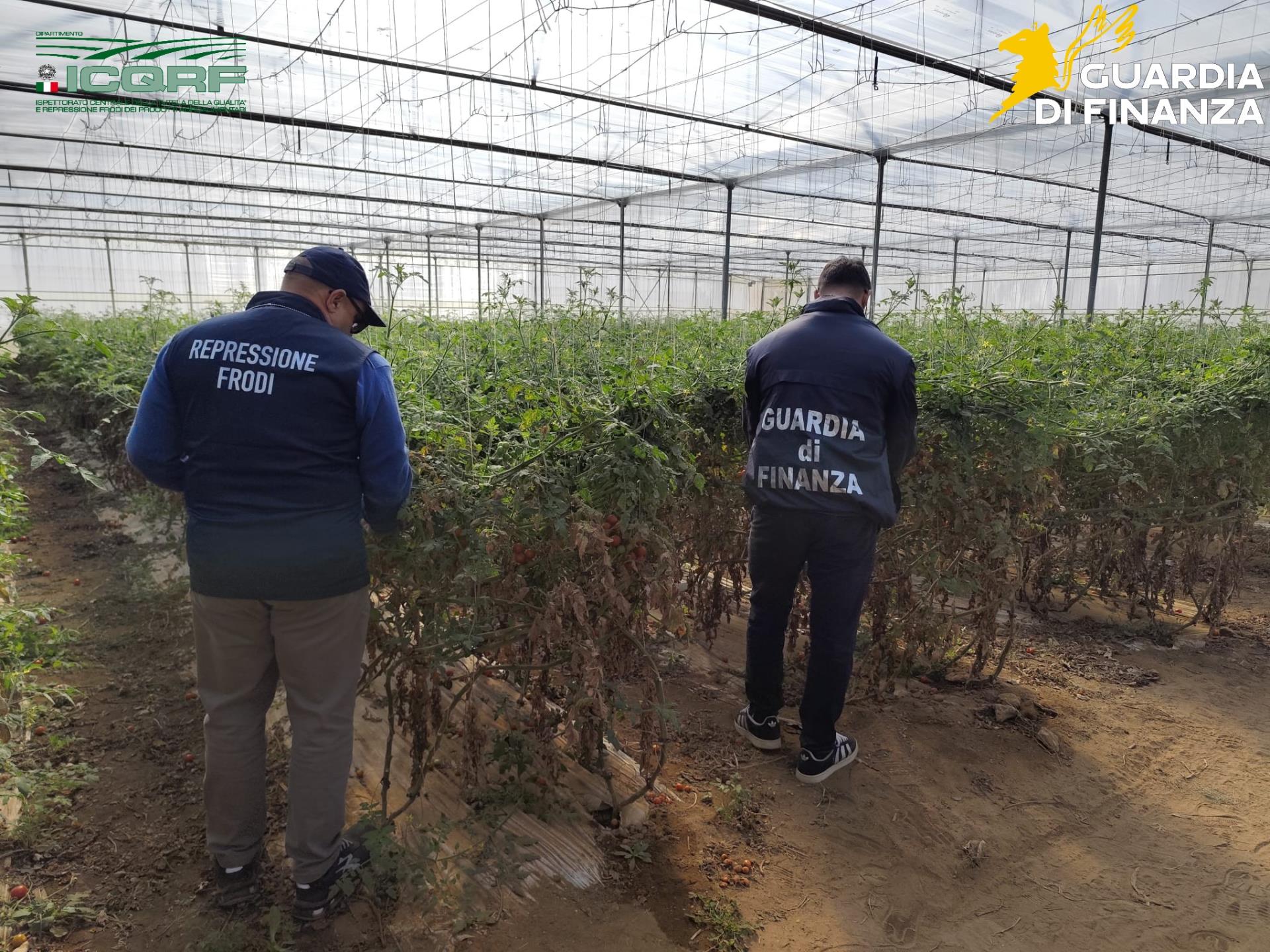 Semi di pomodoro falsi, maxi sequestro tra Vittoria e Gela
