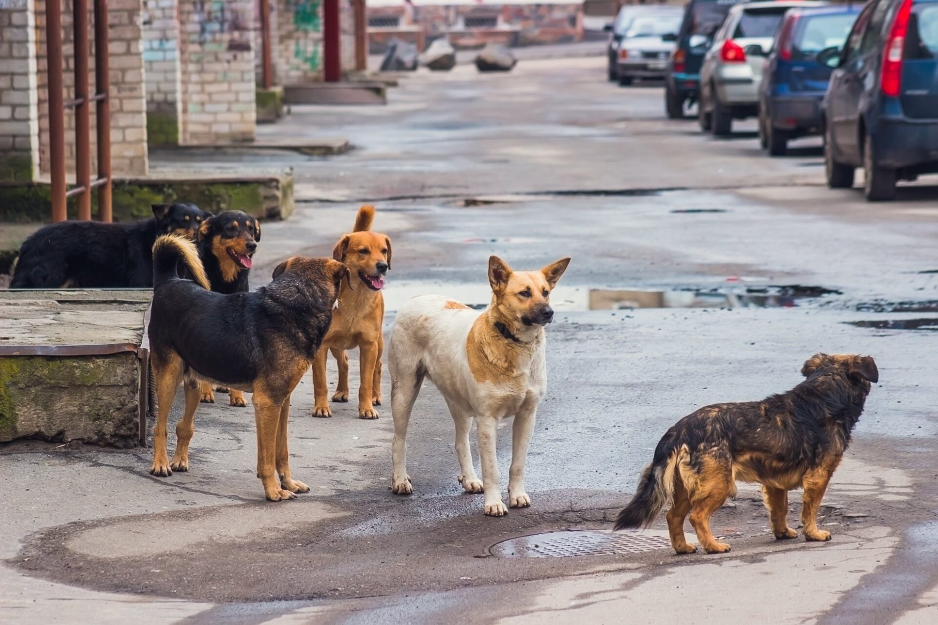 Randagismo, tanti milioni spesi ma i cani sono ancora per strada