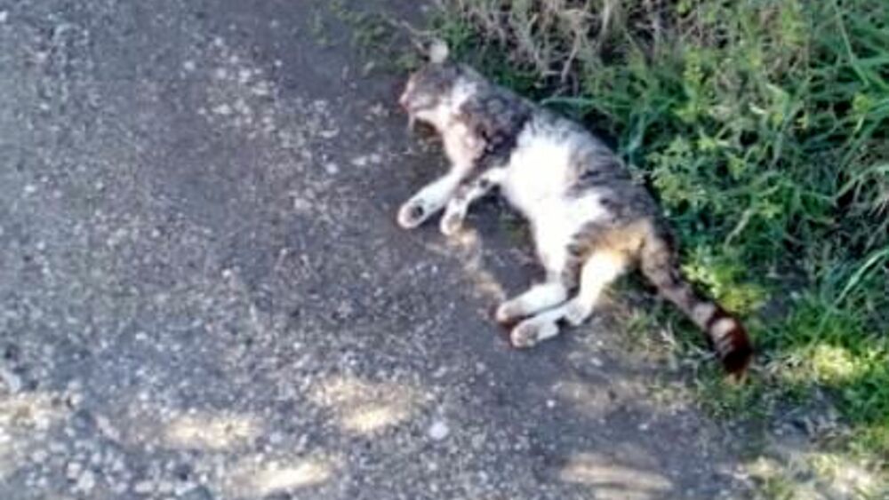 Marina di Modica, mistero sulla moria di gatti segnalata dai cittadini