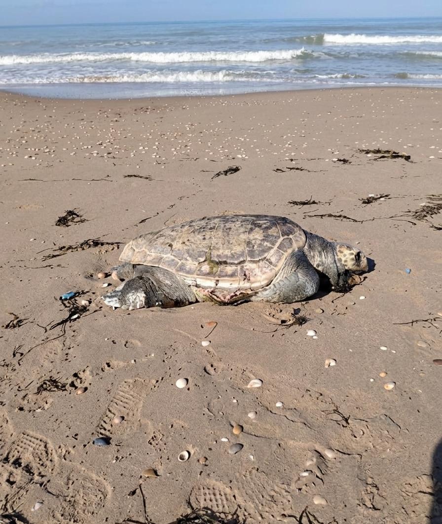 Passo Marinaro, carcassa di tartaruga marina ancora sulla spiaggia