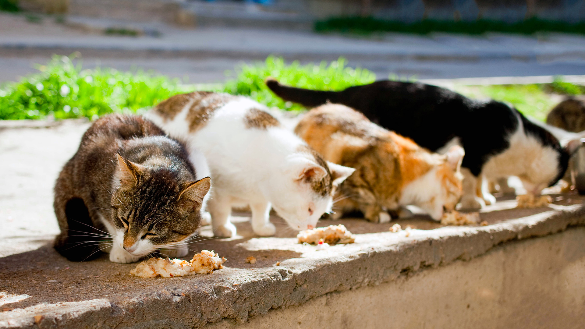 Strage silenziosa tra le colonie feline: allarme parvovirosi tra Marina di Modica e Pozzallo