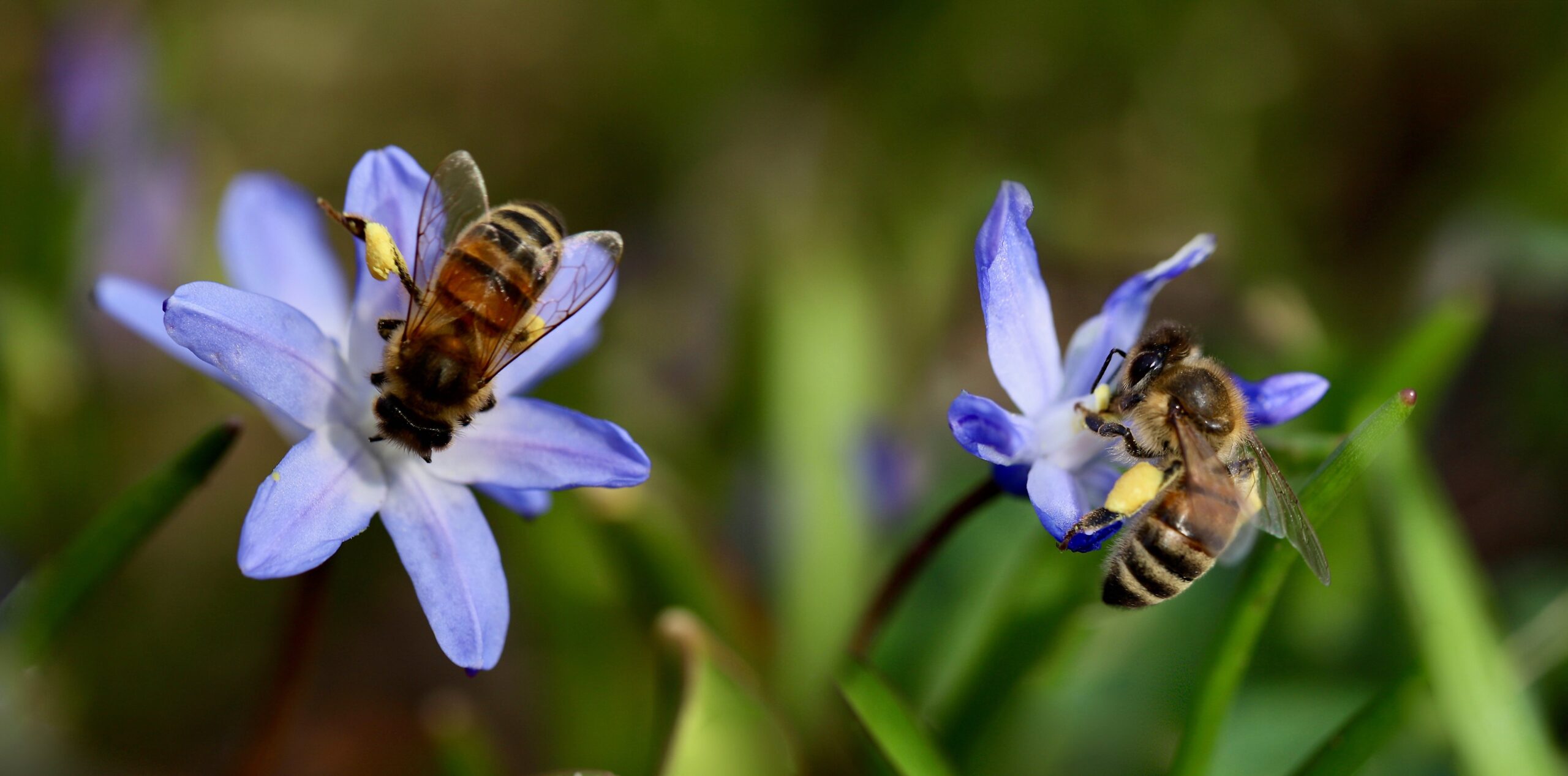 Monterosso e Giarratana protagoniste nella Giornata mondiale delle Api